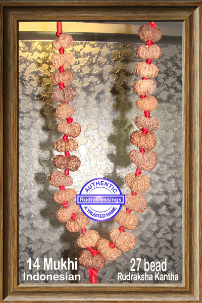 14 mukhi Rudraksha Mala - (27 beads - Indonesian)