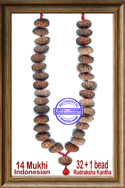 14 mukhi Rudraksha Kantha - (32+ 1 beads - Indonesian)