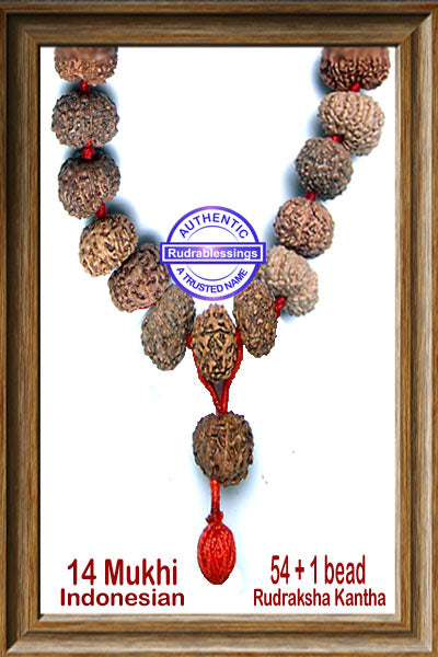 14 mukhi Rudraksha Mala - (54 + 1 beads - Indonesian)