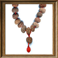 14 mukhi Rudraksha Mala - (54 + 1 beads - Indonesian)