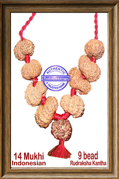 14 mukhi Rudraksha Wrist Mala / Kanthas (9 beads)