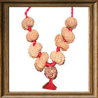 14 mukhi Rudraksha Wrist Mala / Kanthas (9 beads)