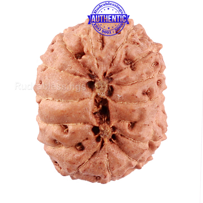 14 mukhi Indonesian Rudraksha -  Bead No. 217