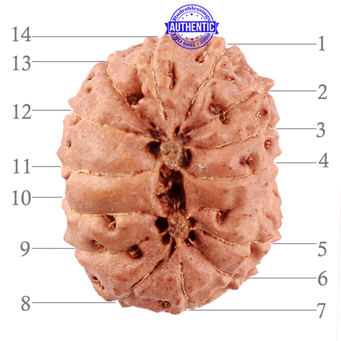 14 mukhi Indonesian Rudraksha -  Bead No. 217