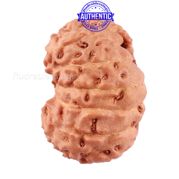 14 mukhi Indonesian Rudraksha -  Bead No. 217