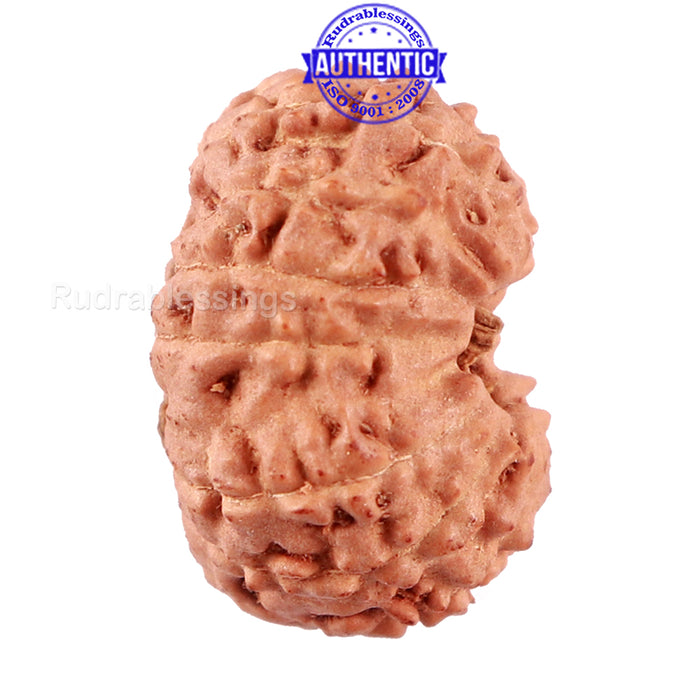 14 mukhi Indonesian Rudraksha -  Bead No. 217