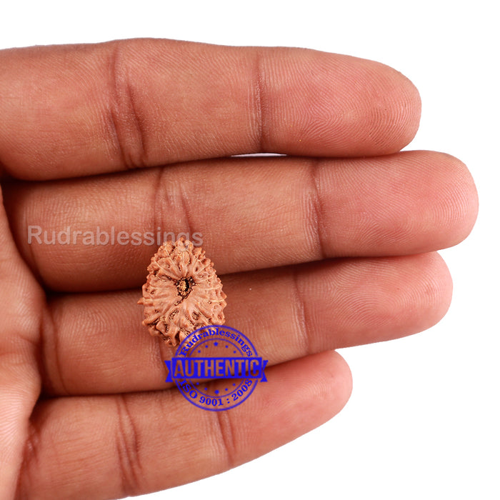 14 mukhi Indonesian Rudraksha -  Bead No. 131