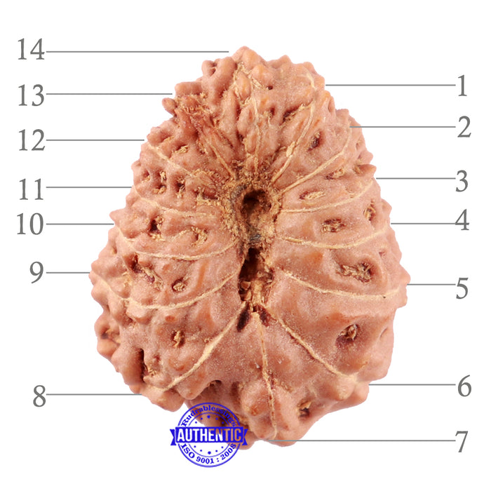 14 mukhi Indonesian Rudraksha -  Bead No. 131
