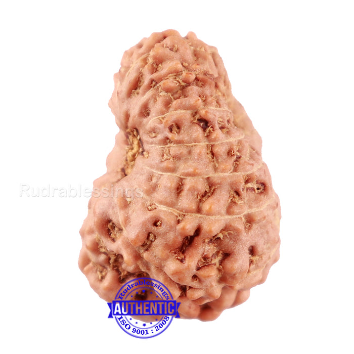14 mukhi Indonesian Rudraksha -  Bead No. 131