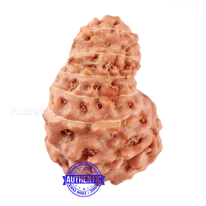 14 mukhi Indonesian Rudraksha -  Bead No. 131