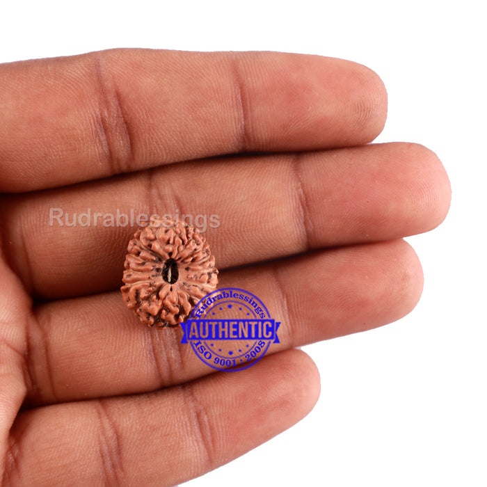 15 Mukhi Indonesian Rudraksha - Bead No. 234