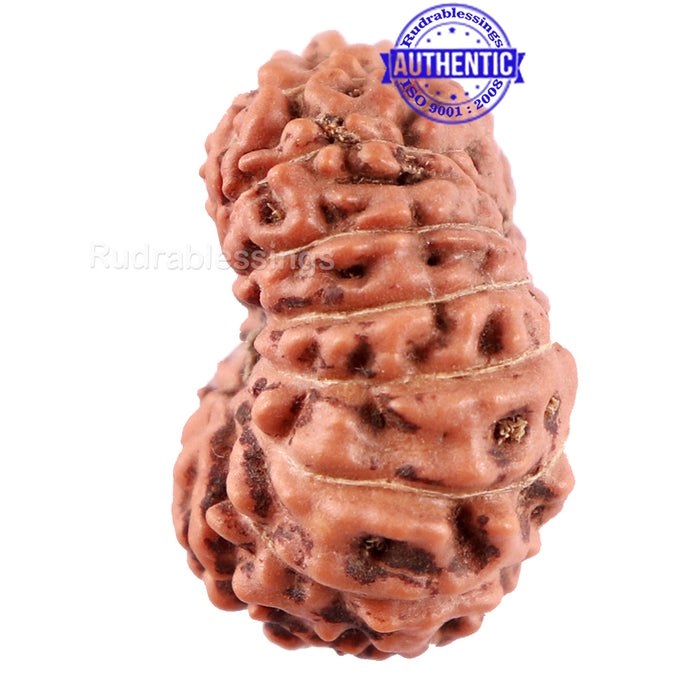 15 Mukhi Indonesian Rudraksha - Bead No. 234