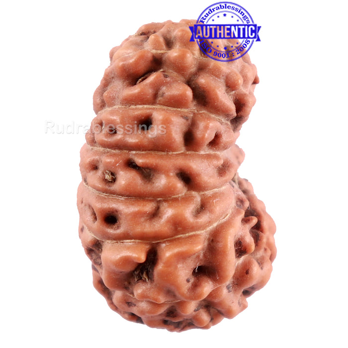 15 Mukhi Indonesian Rudraksha - Bead No. 234