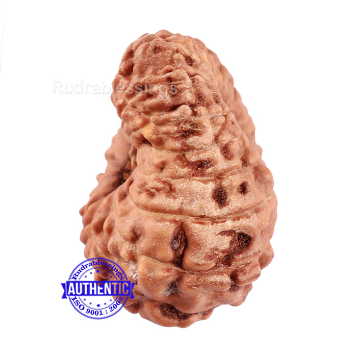 15 Mukhi Indonesian Rudraksha - Bead No. 238