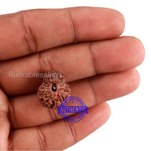 Load image into Gallery viewer, 15 Mukhi Indonesian Rudraksha - Bead No. 239
