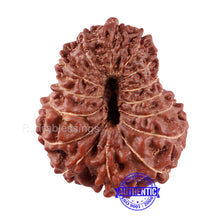 Load image into Gallery viewer, 15 Mukhi Indonesian Rudraksha - Bead No. 239

