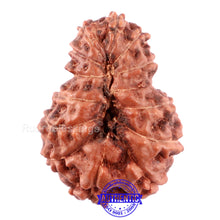 Load image into Gallery viewer, 13 Mukhi Indonesian Rudraksha - Bead No. 194
