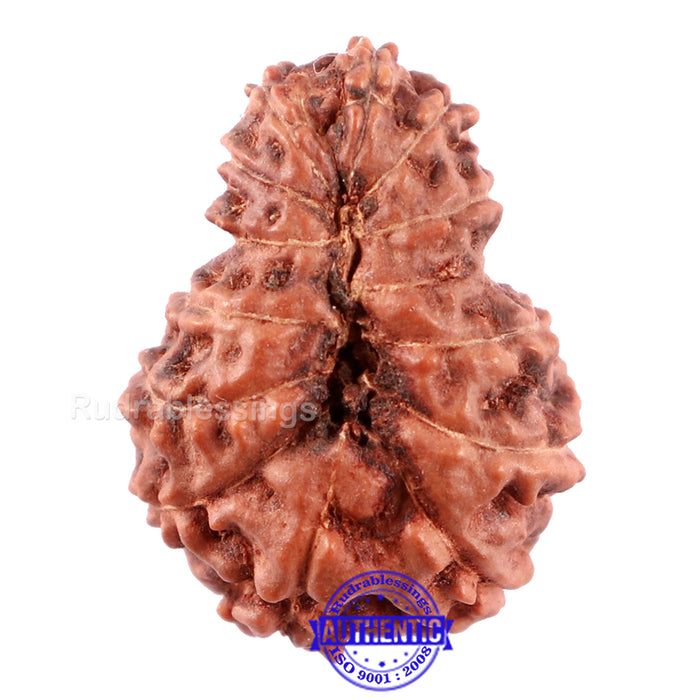 13 Mukhi Indonesian Rudraksha - Bead No. 194