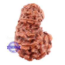 Load image into Gallery viewer, 13 Mukhi Indonesian Rudraksha - Bead No. 194
