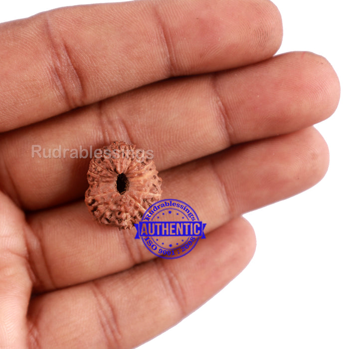 15 Mukhi Indonesian Rudraksha - Bead No. 240