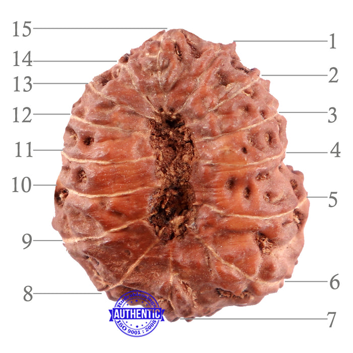 15 Mukhi Indonesian Rudraksha - Bead No. 240