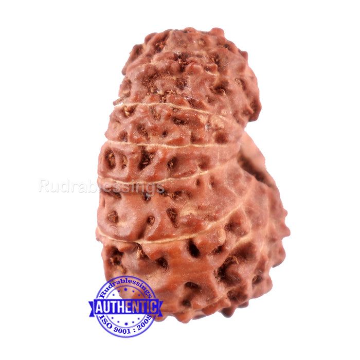 15 Mukhi Indonesian Rudraksha - Bead No. 240