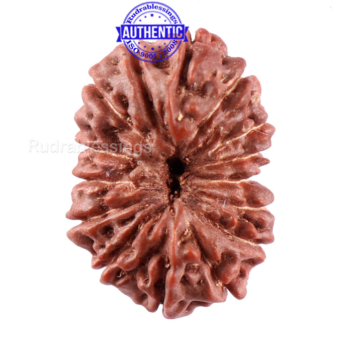 15 Mukhi Indonesian Rudraksha - Bead No. 241