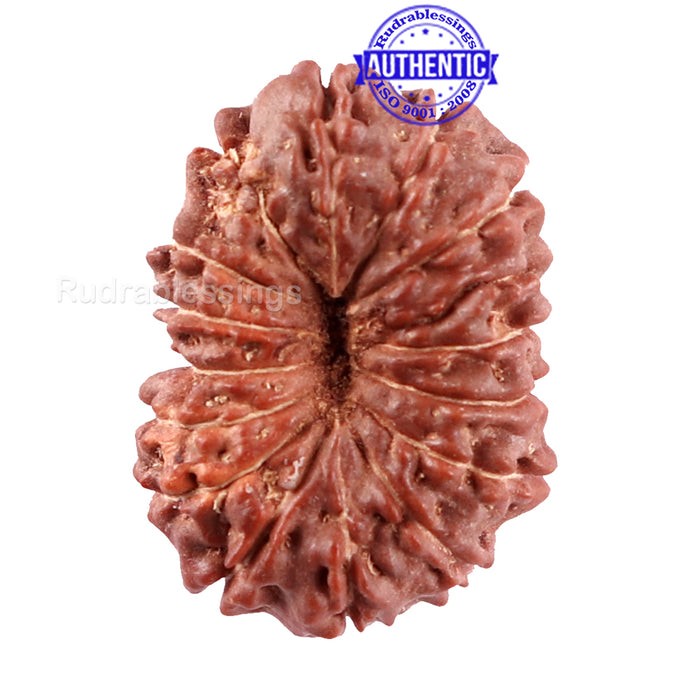 15 Mukhi Indonesian Rudraksha - Bead No. 241