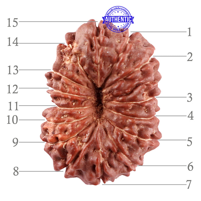 15 Mukhi Indonesian Rudraksha - Bead No. 241