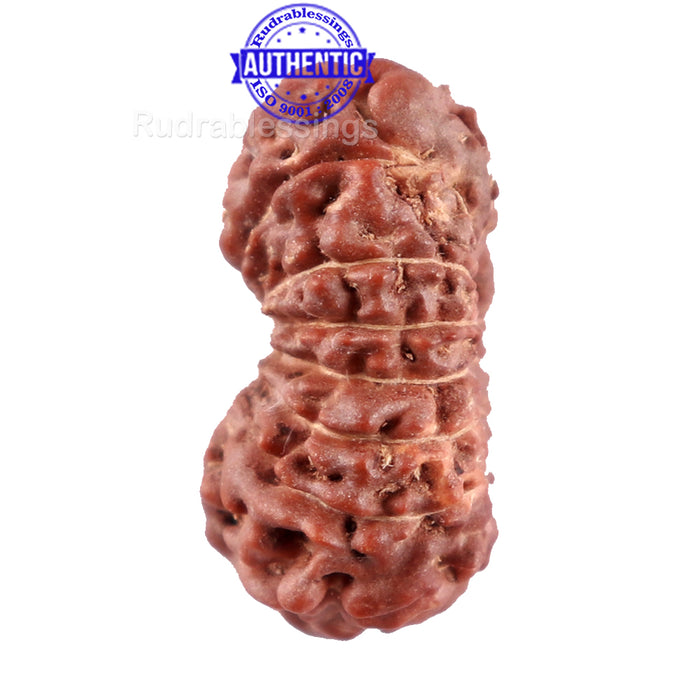 15 Mukhi Indonesian Rudraksha - Bead No. 241