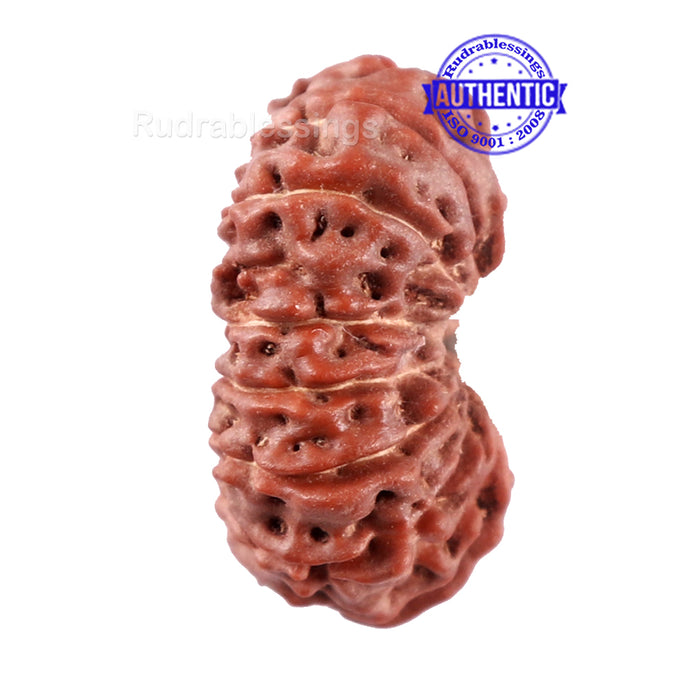15 Mukhi Indonesian Rudraksha - Bead No. 241