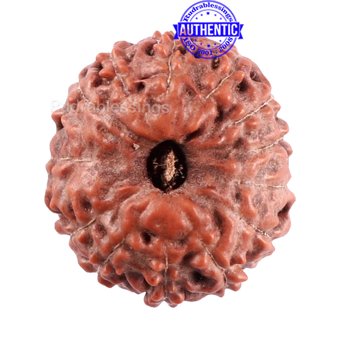 14 mukhi Indonesian Rudraksha -  Bead No. 214