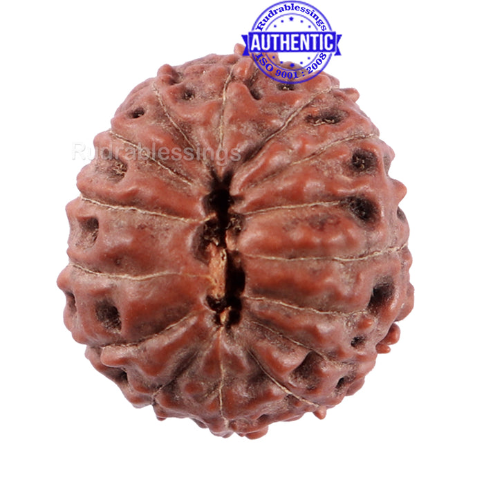 14 mukhi Indonesian Rudraksha -  Bead No. 214