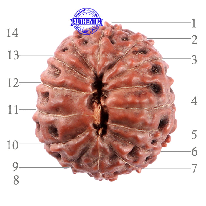 14 mukhi Indonesian Rudraksha -  Bead No. 214