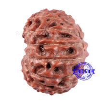 Load image into Gallery viewer, 14 mukhi Indonesian Rudraksha -  Bead No. 214
