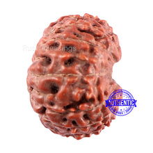 Load image into Gallery viewer, 14 mukhi Indonesian Rudraksha -  Bead No. 214
