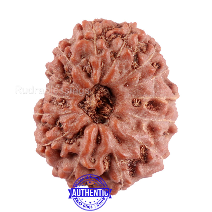 14 mukhi Indonesian Rudraksha -  Bead No. 216