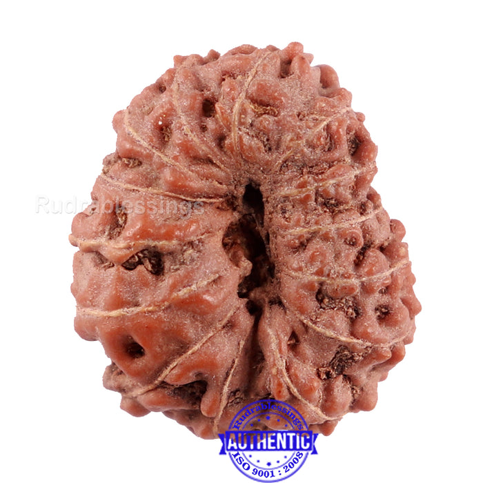 14 mukhi Indonesian Rudraksha -  Bead No. 216