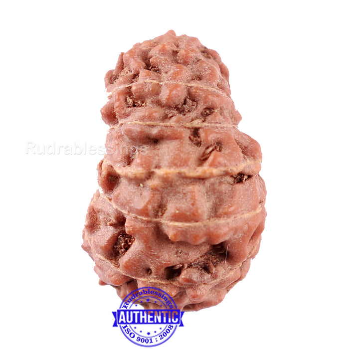 14 mukhi Indonesian Rudraksha -  Bead No. 216