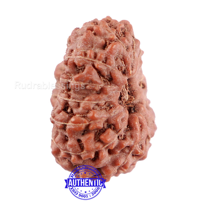 14 mukhi Indonesian Rudraksha -  Bead No. 216