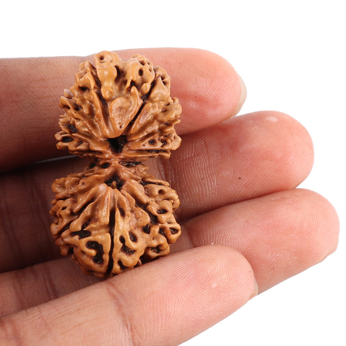 14 Mukhi Nepalese Gaurishankar Rudraksha - Bead No. 163