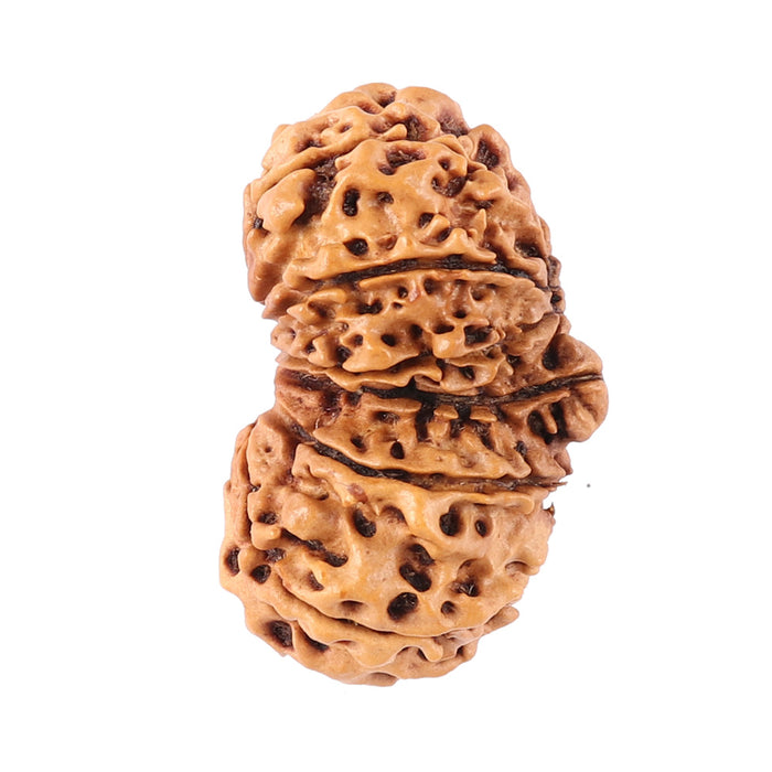 14 Mukhi Nepalese Gaurishankar Rudraksha - Bead No. 163