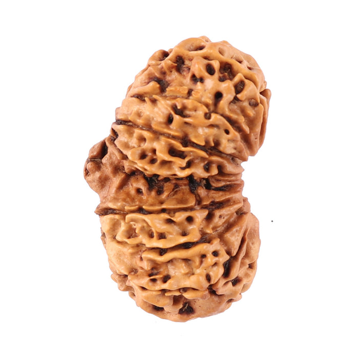 14 Mukhi Nepalese Gaurishankar Rudraksha - Bead No. 163