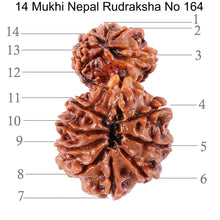 Load image into Gallery viewer, 14 Mukhi Nepalese Garbhgauri Rudraksha - Bead No. 164
