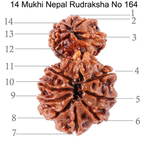 14 Mukhi Nepalese Garbhgauri Rudraksha - Bead No. 164
