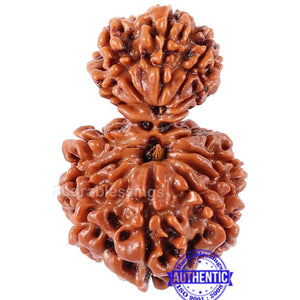 14 Mukhi Nepalese Garbhgauri Rudraksha - Bead No. 164