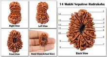 Load image into Gallery viewer, 14 Mukhi Nepalese Rudraksha - Bead No. 103
