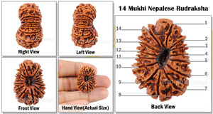 14 Mukhi Nepalese Rudraksha - Bead No. 103