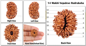 14 Mukhi Nepalese Rudraksha - Bead No. 34