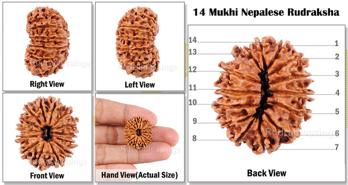 14 Mukhi Nepalese Rudraksha - Bead No. 34